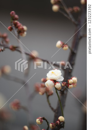 早春梅花 早春梅花 123223392