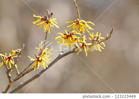 金縷梅（橘子美人） 123223449