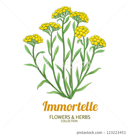 Immortelle Plant Colored Detailed Illustration 123223451