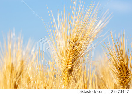 Ears of barley 123223457