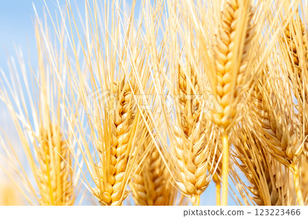 Ears of barley 123223466
