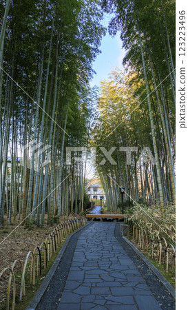 Shuzenji Bamboo Forest Path in Winter Shuzenji Bamboo Forest Path in Winter 123223496