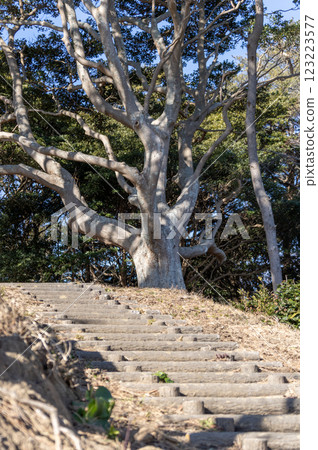 岬強羅公園的一棵大楠樹 123223577