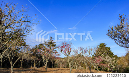 可眺望富士山的修善寺梅林 可眺望富士山的修善寺梅林 123223610