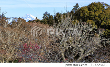 Shuzenji Plum Grove where you can see Mt. Fuji Shuzenji Plum Grove where you can see Mt. Fuji 123223619