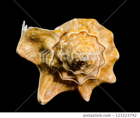 Golden Strombus Shell on black background Golden Strombus Shell on black background 123223742