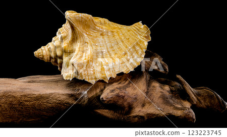 Golden Strombus Shell on driftwood black background Golden Strombus Shell on driftwood black background 123223745