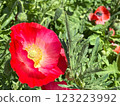 Red poppy left 123223992