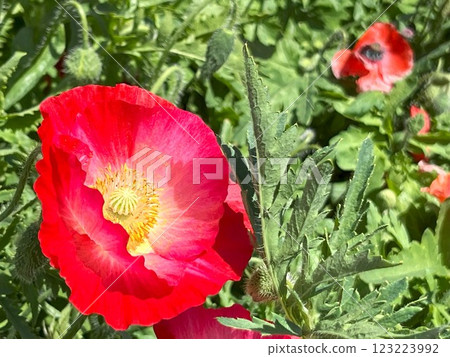 Red poppy left Red poppy left 123223992