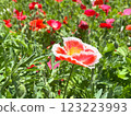 Pink and white poppy center 123223993