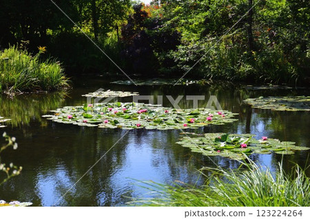 Water lilies in the water garden at Monet's house in Giverny 123224264