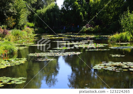 吉維尼莫奈水上花園裡的睡蓮 123224265
