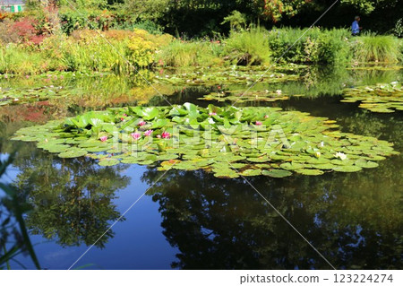 吉維尼莫奈故居水上花園的睡蓮 123224274
