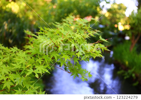 吉維尼莫奈花園裡的綠楓 123224279