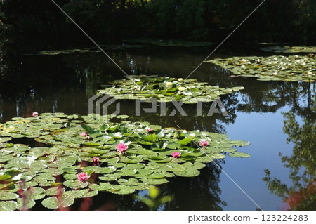 Water lilies in the water garden at Monet's house in Giverny Water lilies in the water garden at Monet's house in Giverny 123224283
