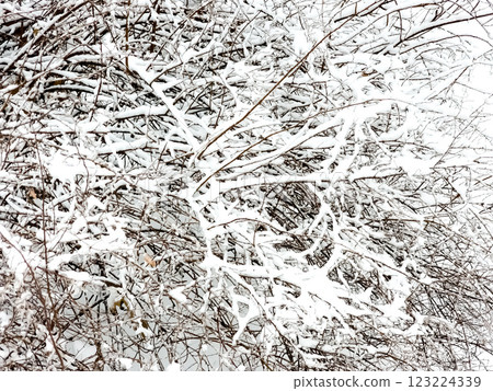 White snow on a bare tree branches on a frosty winter day, close up. Natural background. Selective botanical background. 123224339