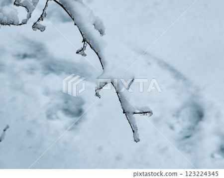 Frosty Branches.Outdoor frost scene. Snow winter background. Nature forest landscape. 123224345