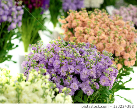 cut flower stock cut flower stock 123224398