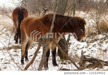 Young Exmoor pony in a snow-covered landscape. Young Exmoor pony in a snow-covered landscape. 123224422