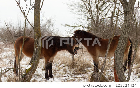 Two Exmoor ponies in the bush looking for food 123224424