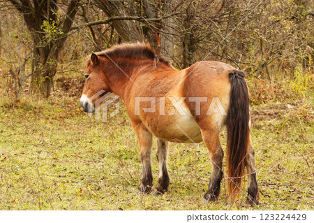 Wild Brown Horse Grazing on a Grassy Meadow in the Forest Wild Brown Horse Grazing on a Grassy Meadow in the Forest 123224429