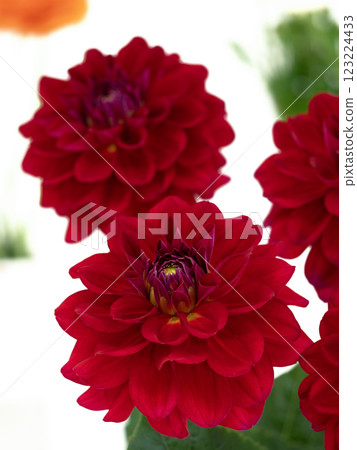 切花大麗花 123224433