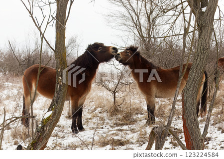 Two Exmoor pony in a snow-covered nature reserve Two Exmoor pony in a snow-covered nature reserve 123224584