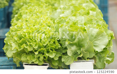 Fresh green lettuce heads for sale at a farmers market Fresh green lettuce heads for sale at a farmers market 123224590