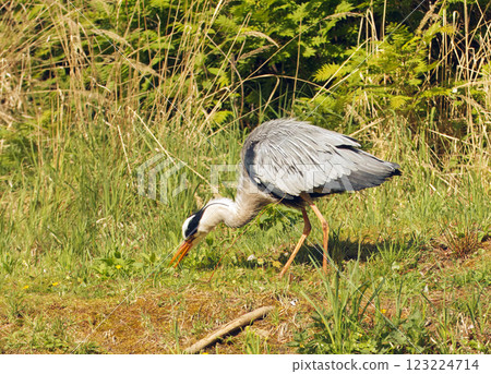 Heron gray, ardea cinerea hunting food. Heron gray, ardea cinerea hunting food. 123224714