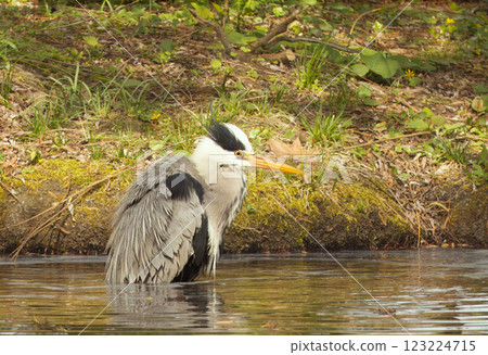 Heron gray, ardea cinerea taking a bath in lake Heron gray, ardea cinerea taking a bath in lake 123224715