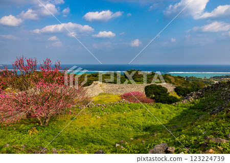 沖繩縣國頭郡今歸仁村今泊 - 從世界遺產今歸仁城的山上俯瞰大海,欣賞早開的琉球寒緋櫻花 沖繩縣國頭郡今歸仁村今泊 - 從世界遺產今歸仁城的山上俯瞰大海,欣賞早開的琉球寒緋櫻花 123224739