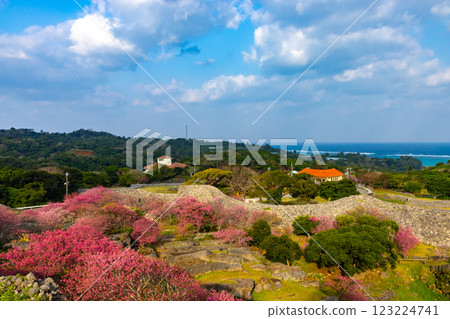 沖繩縣國頭郡今歸仁村今泊 - 從世界遺產今歸仁城的山上俯瞰大海,欣賞早開的琉球寒緋櫻花 沖繩縣國頭郡今歸仁村今泊 - 從世界遺產今歸仁城的山上俯瞰大海,欣賞早開的琉球寒緋櫻花 123224741
