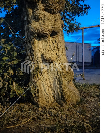 Wise tree trunk with knots resembling a human face at dusk Wise tree trunk with knots resembling a human face at dusk 123224776