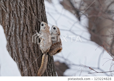Ezomon mocha climbing a tree Ezomon mocha climbing a tree 123224828