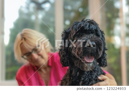 Female groomer is holding a Portuguese Water Dog. Female groomer is holding a Portuguese Water Dog. 123224933