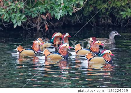 A flock of mandarin ducks in a pond deep in the mountains A flock of mandarin ducks in a pond deep in the mountains 123224939