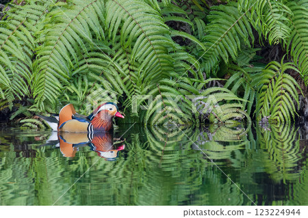 Male mandarin duck swimming in a calm pond 123224944