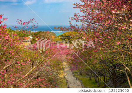 沖繩縣國頭郡今歸仁村今泊 - 通往世界遺產今歸仁城遺址的台階上，一排早開的琉球冬櫻和蔚藍的大海 123225000