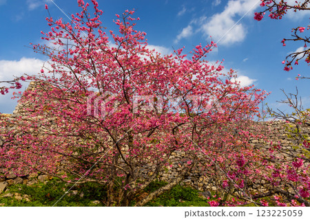 沖繩縣、國頭郡、今歸仁村、今泊、世界遺產、今歸仁城蹟、日本最早盛開的琉球冬櫻和石牆 沖繩縣、國頭郡、今歸仁村、今泊、世界遺產、今歸仁城蹟、日本最早盛開的琉球冬櫻和石牆 123225059