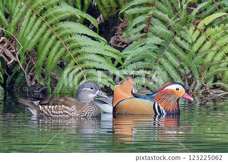 A loving couple swimming side by side 123225062