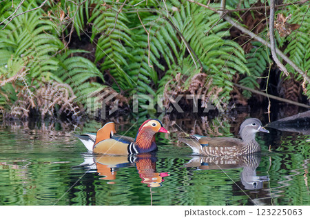 Male mandarin duck won't leave the female Male mandarin duck won't leave the female 123225063