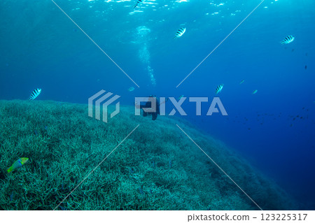 A group of damselflies Ogasawara 123225317