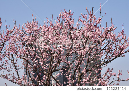 Apricot in the Sky of the Sky 123225414