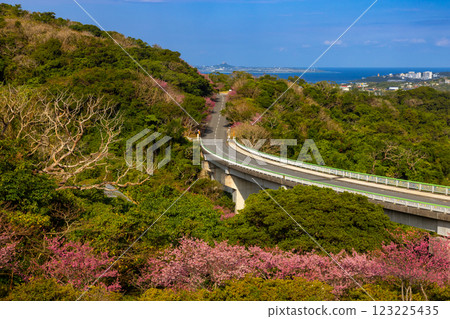 Motobu Yaedake Cherry Blossom Festival in Motobu, Kunigami District, Okinawa Prefecture Early-blooming Ryukyu Kanhi cherry blossoms and a view of the sea, including Ie Island 123225435