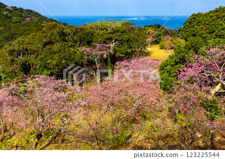 Motobu Yaedake Cherry Blossom Festival in Motobu, Kunigami District, Okinawa Prefecture Early-blooming Ryukyu Kanhi cherry blossoms and a view of the sea, including Ie Island 123225544