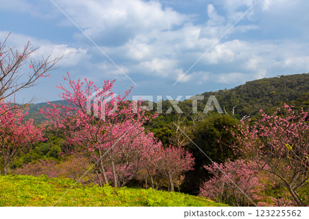 A view of early-blooming Ryukyu Kanhizakura cherry blossoms on the hilltop at the Motobu Yaedake Cherry Blossom Festival in Motobu Town, Kunigami District, Okinawa Prefecture A view of early-blooming Ryukyu Kanhizakura cherry blossoms on the hilltop at the Motobu Yaedake Cherry Blossom Festival in Motobu Town, Kunigami District, Okinawa Prefecture 123225562