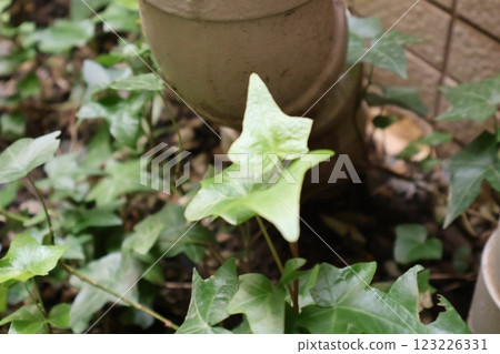 Large leaves spreading amongst the weeds 123226331