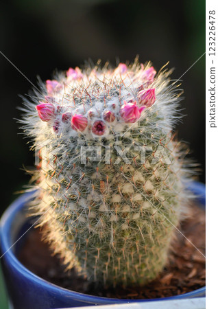 Mammillaria carmenae ,Mammillaria or cactus or succulent or Mammillaria carmenae with pink flower 123226478