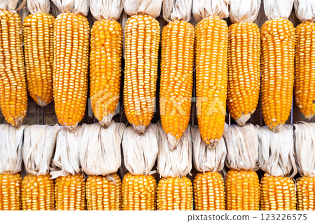 Background of corn that has row to dry for keepting Background of corn that has row to dry for keepting 123226575