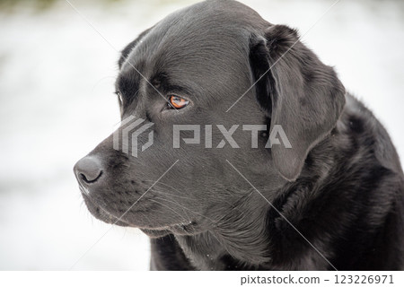 Black Labrador Retriever dog outdoors. Pet dog. 123226971